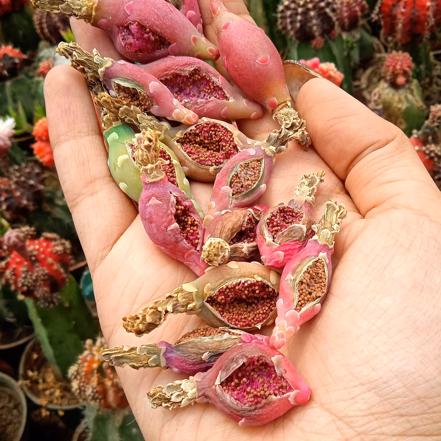 بذر ژمینو ابلق 