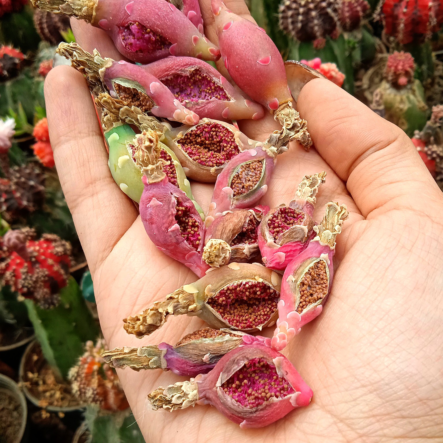 بذر ژمینو ابلق 