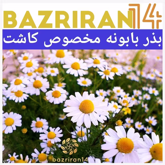 بذر گیاه بابونه