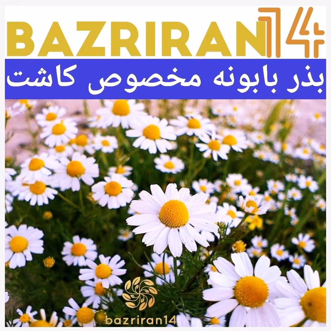 بذر گیاه بابونه