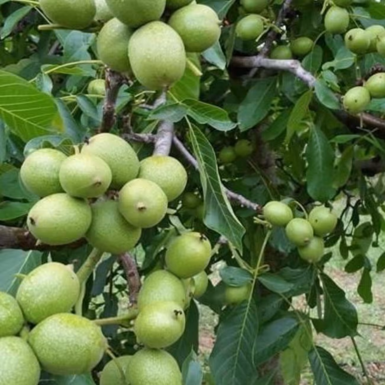 گردو خوشه ای آمریکایی یک ساله