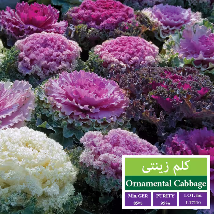 بذر گل کلم زینتی بذر طلایی رویان 