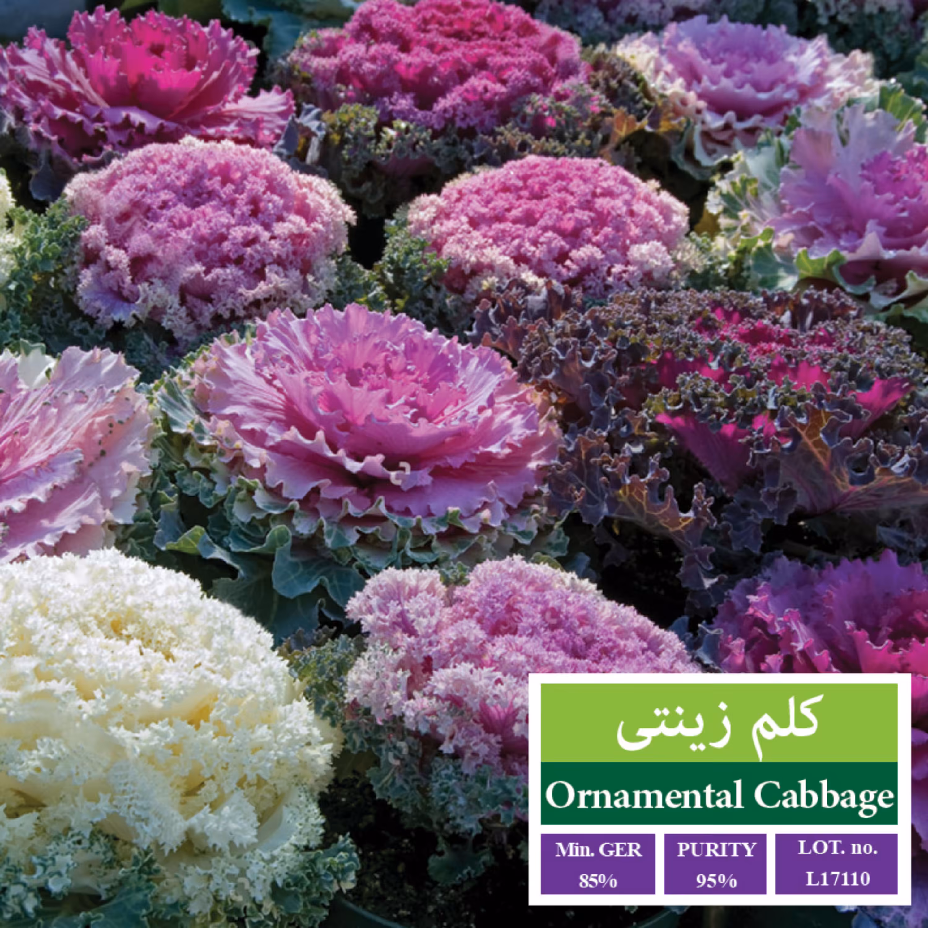 بذر گل کلم زینتی بذر طلایی رویان 