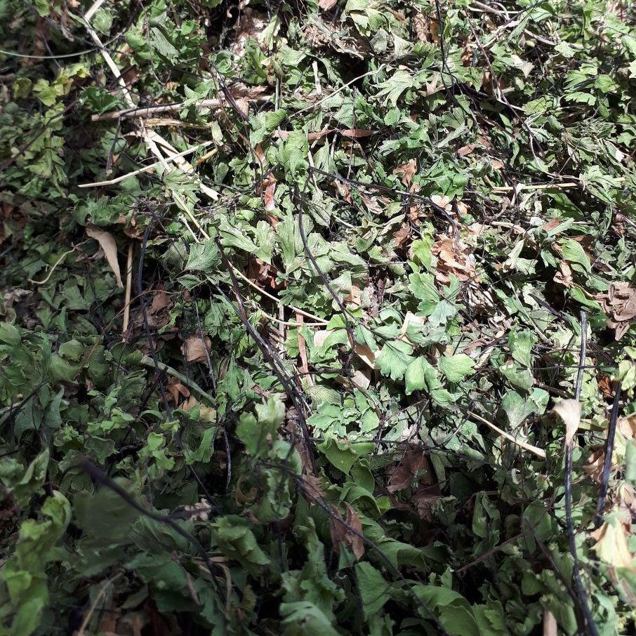 پرسیاوش اعلا (1کیلویی)