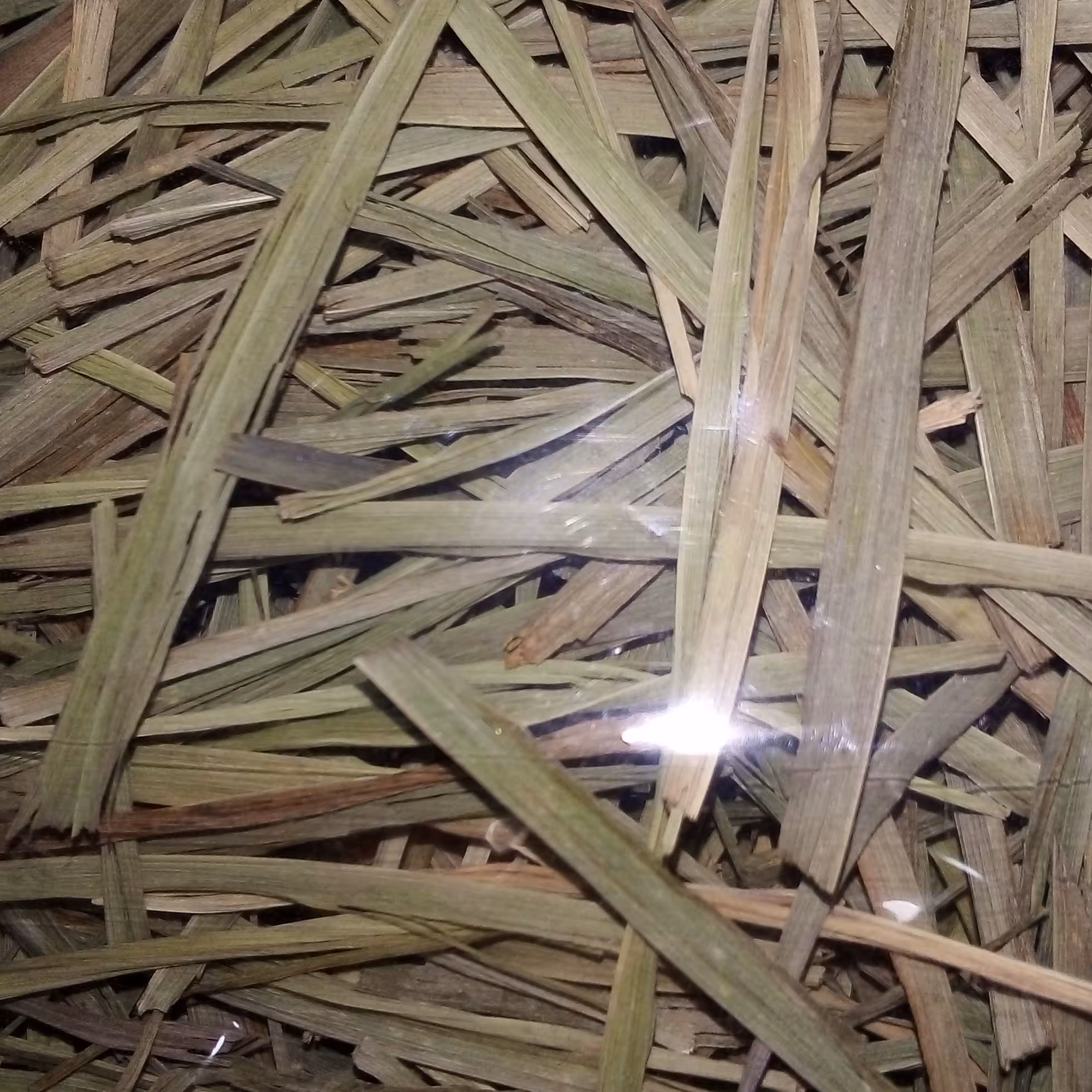 دم نوش علف لیمو