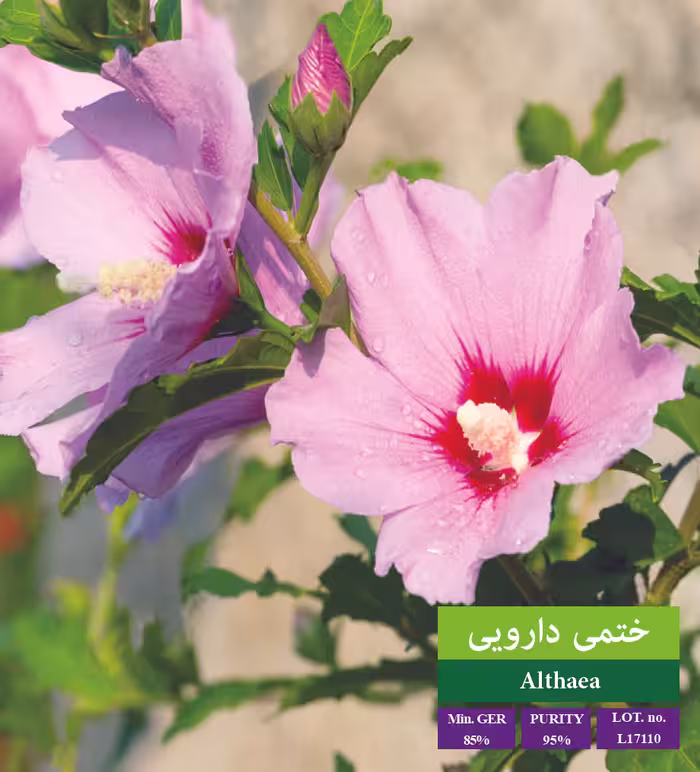 بذر ختمی - بذر طلایی رویان