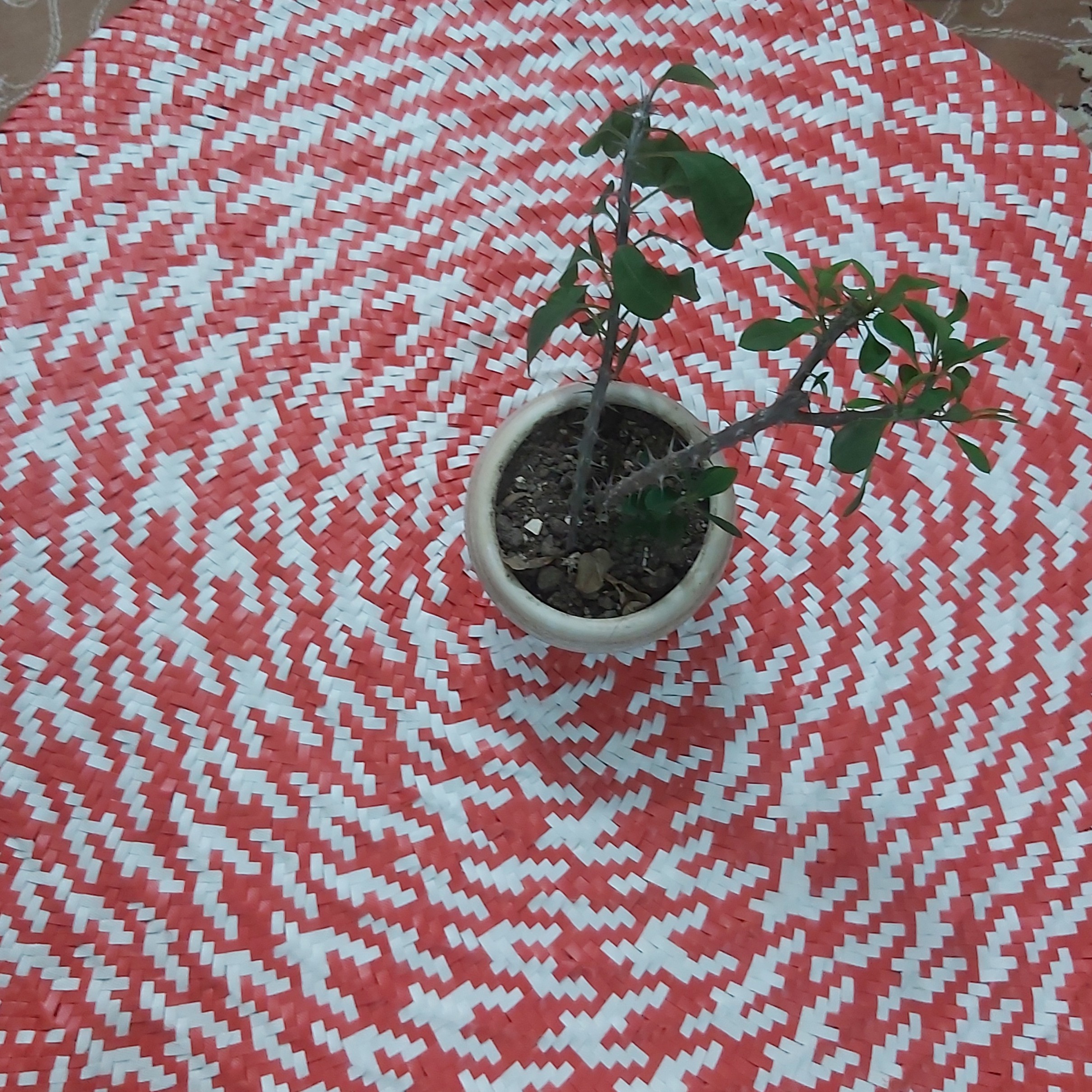 سفره ی تسمه ای