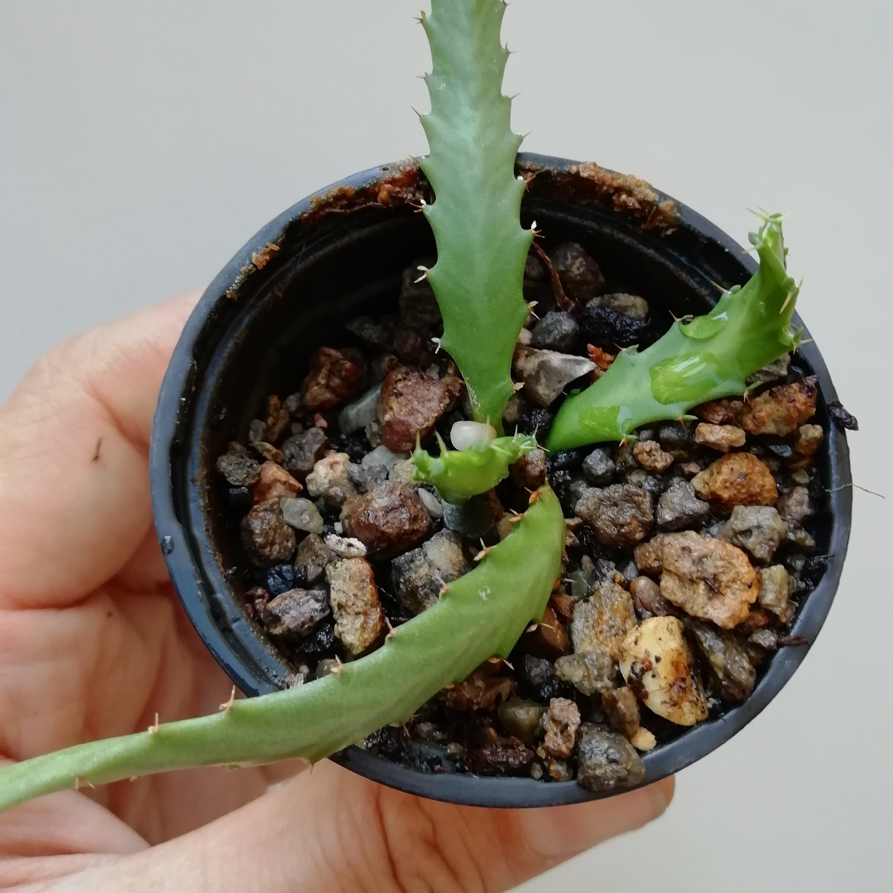 افوربیا استلاتا  گلدان سایز 6