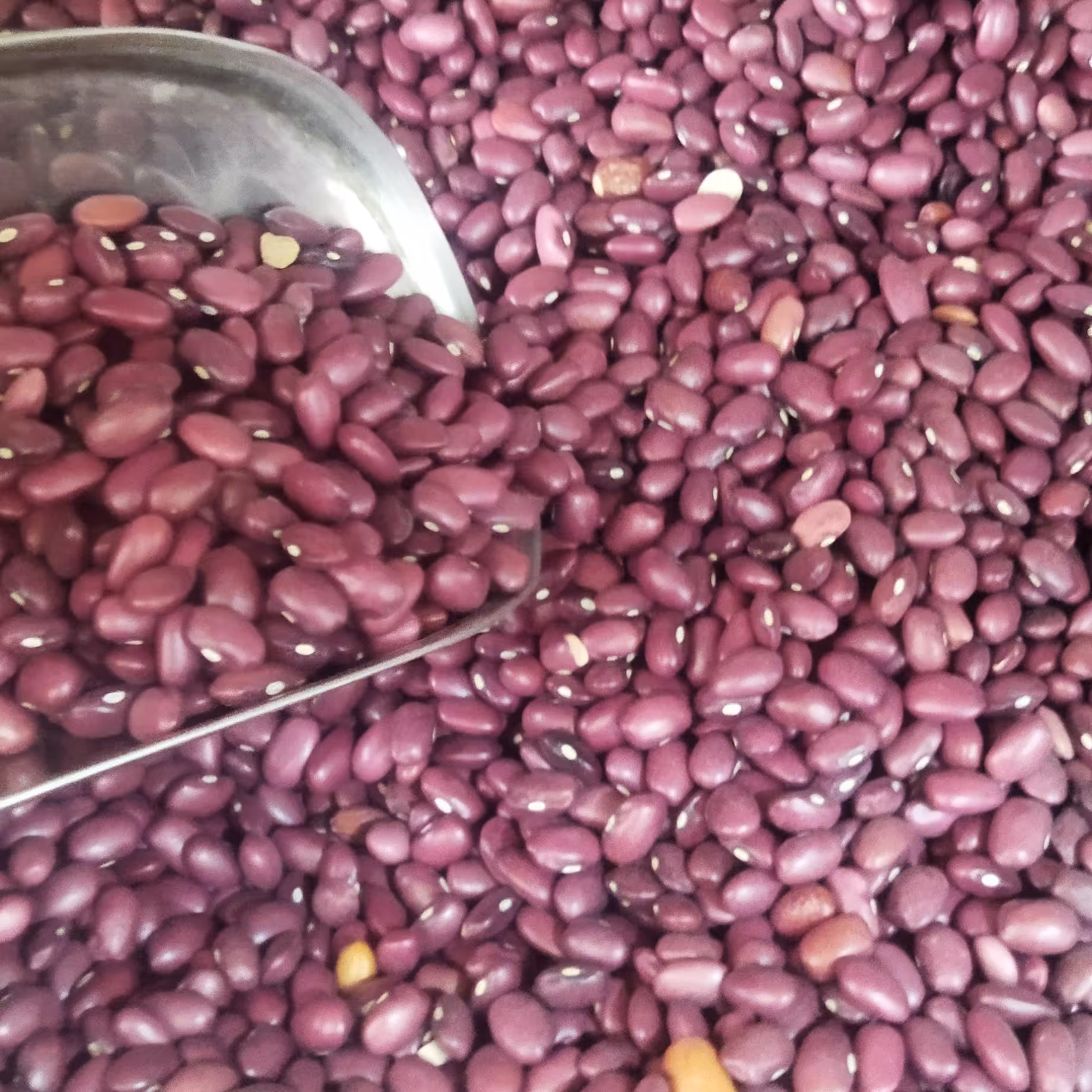 لوبیا قرمز خوش پخت درجه یک در بسته بندی یک کیلویی