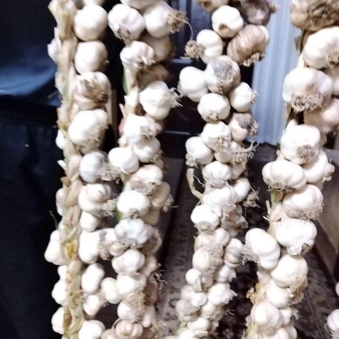 سیر محلی تازه و خوشمزه آماده برایه ارسال