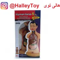 ماکت نیم تنه آموزشی بدن انسان   فروشگاه هالی توی 