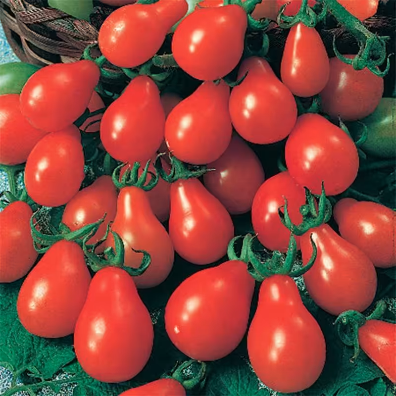 بذر گوجه چری گلابی قرمز