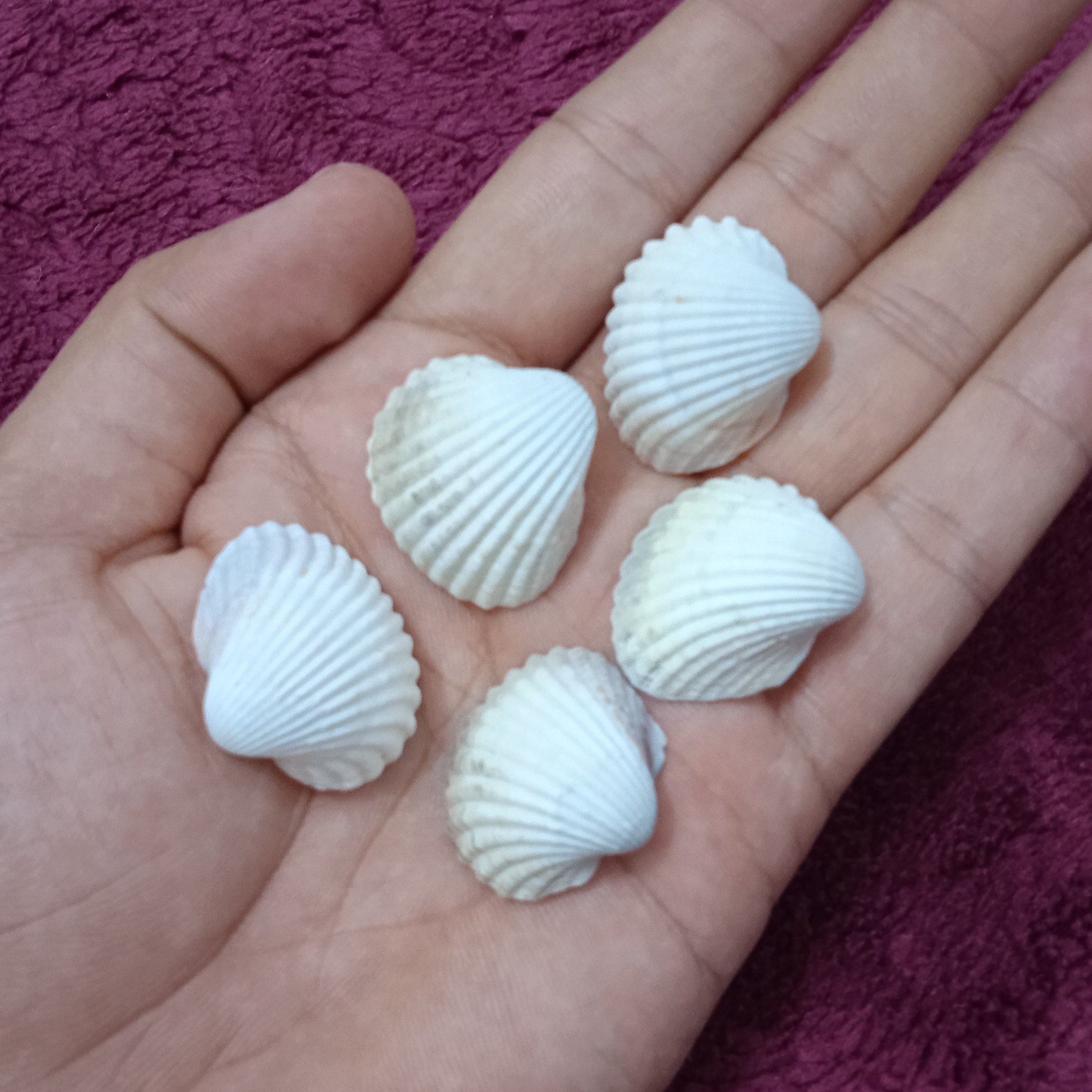 صدف طبیعی دریا 25 میلیمتری مجموعه 15 عددی