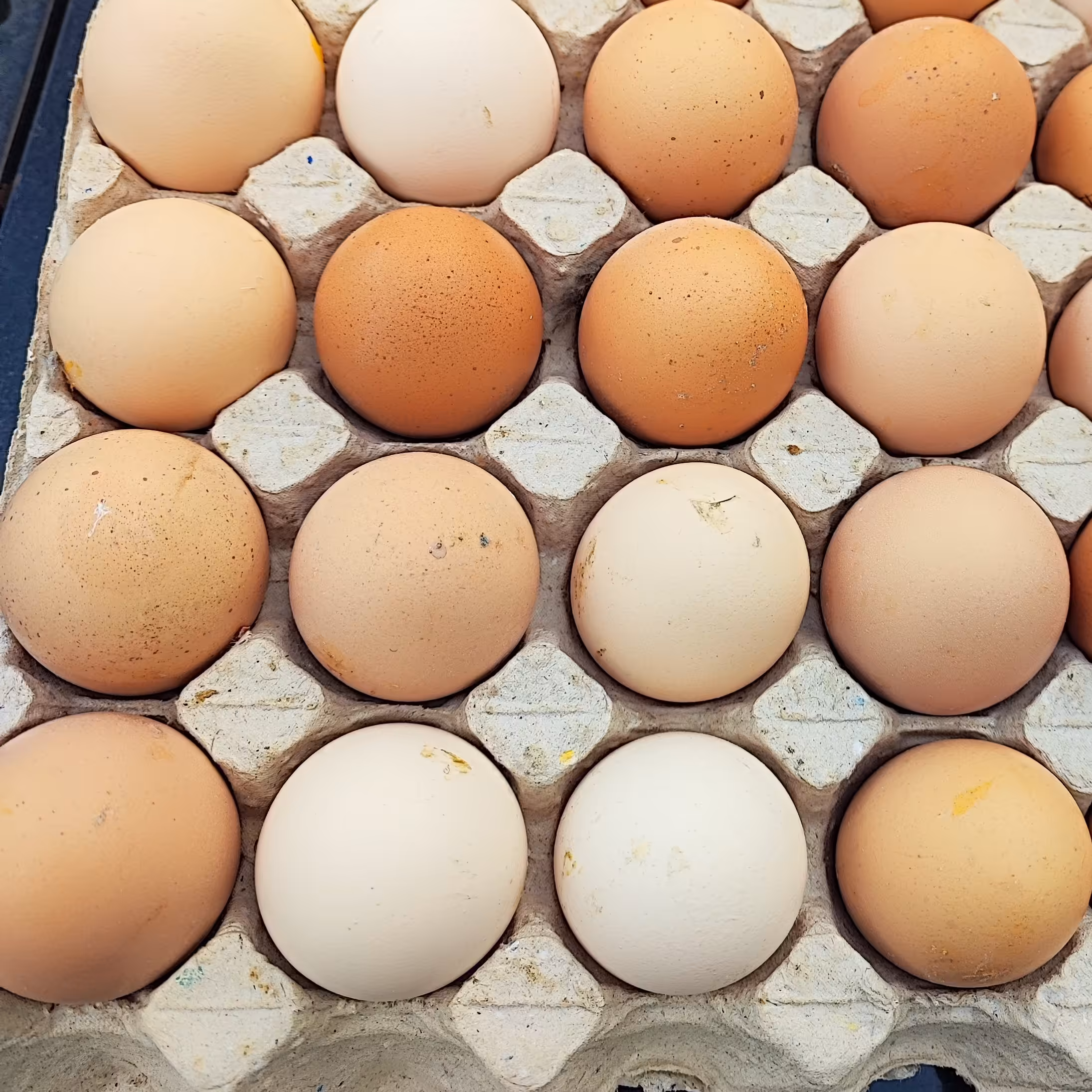 تخم مرغ بومی گلپایگانی تازه