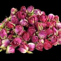 غنچه گل محمدی