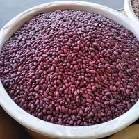 لوبیا قرمز  زنجان درجه یک خوش رنگ 5 کیلویی