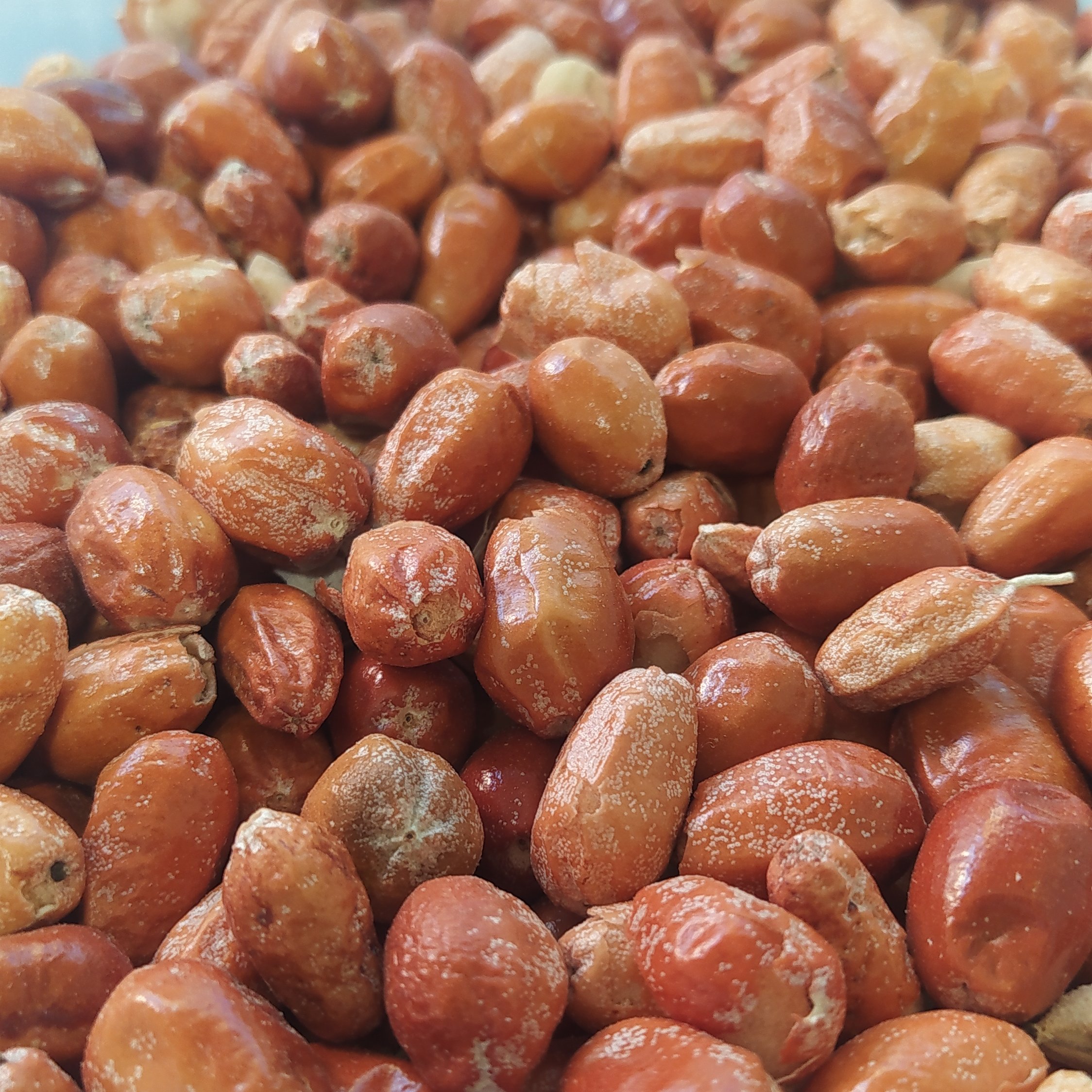پودر سنجد کامل هسته و پوست و گوشت نیم کیلویی