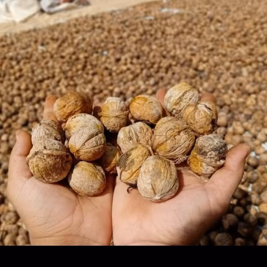 گردو تازه درشت روغنی بجنورد 