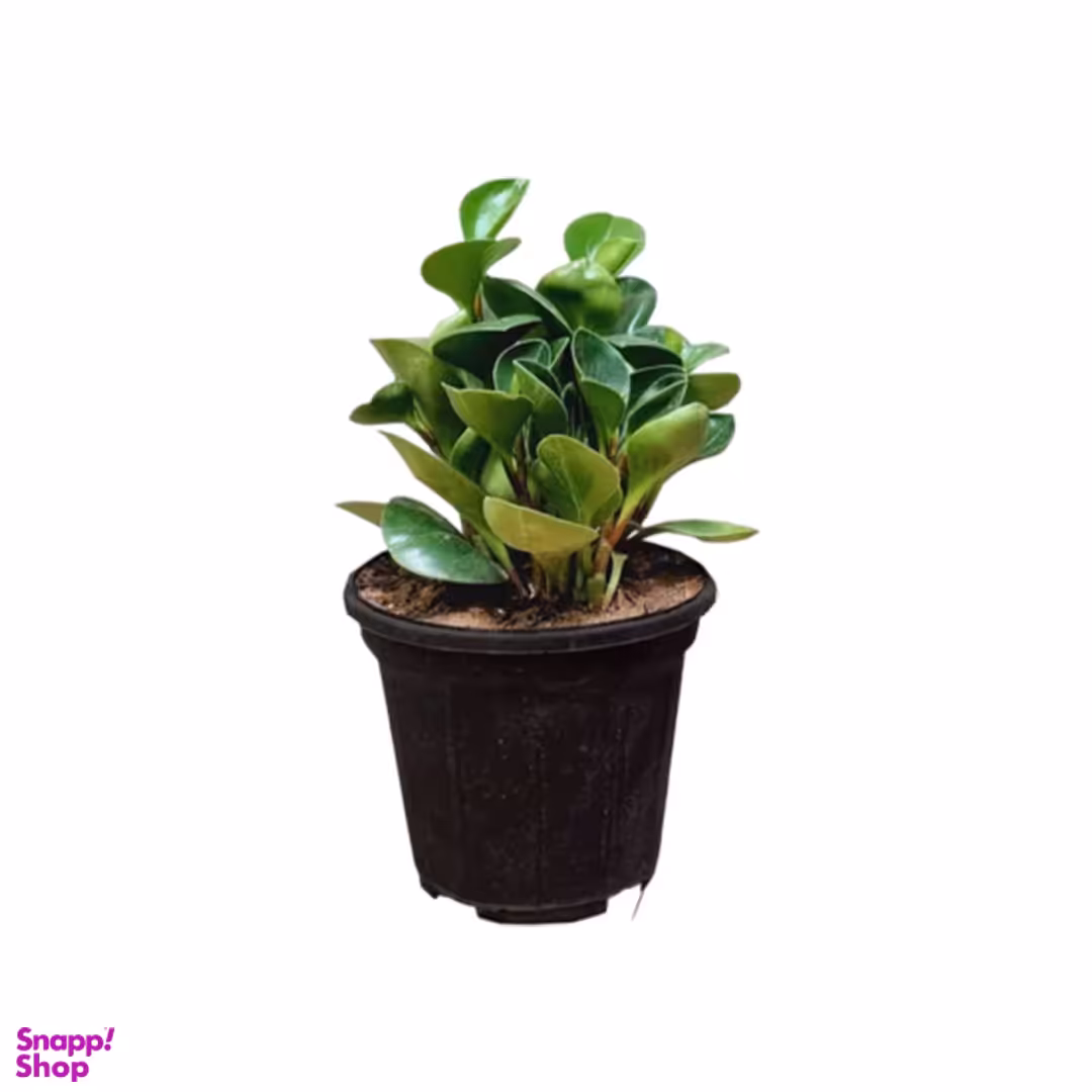 گلدان گیاه طبیعی مدل گل قاشقی