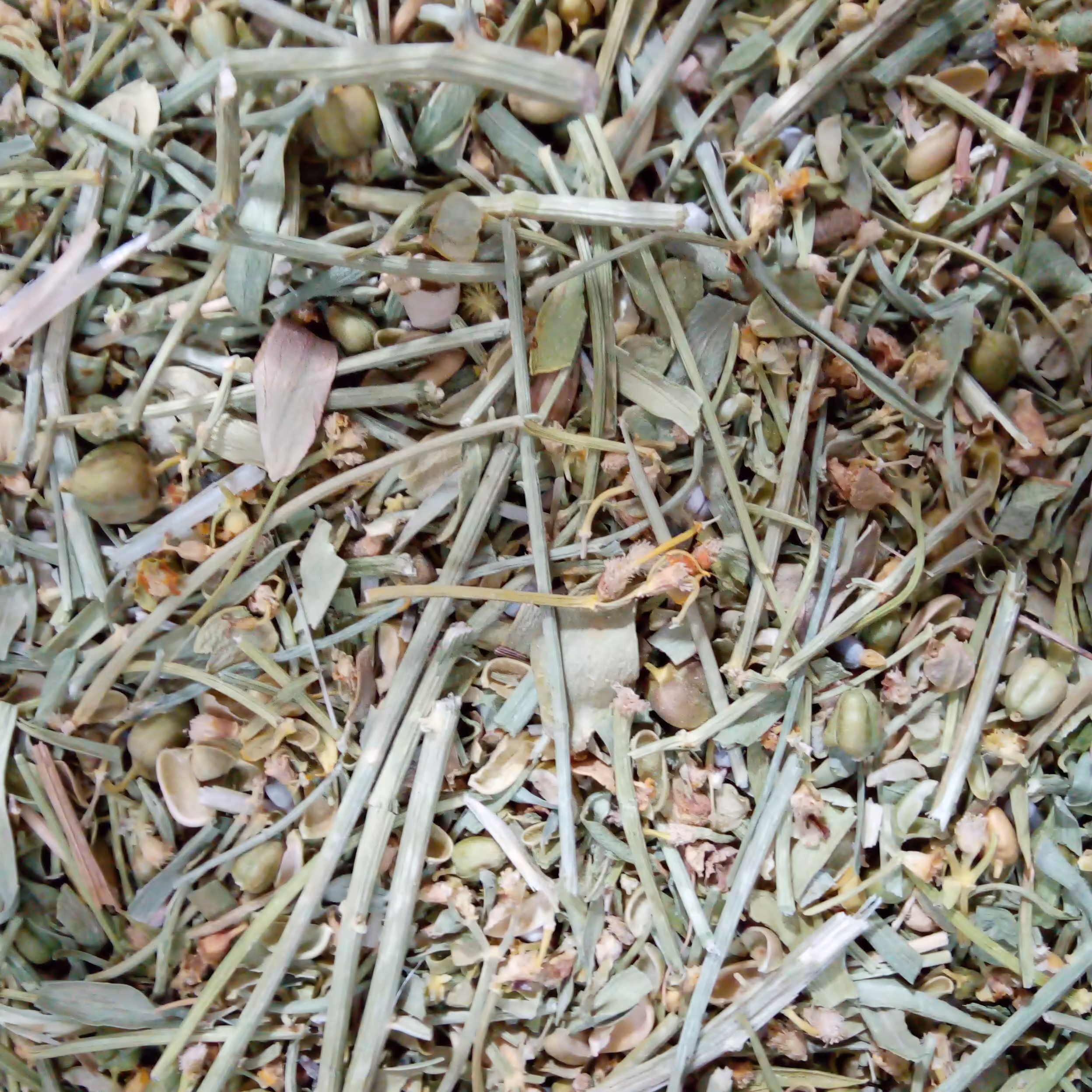 برگ سداب  100گرمی