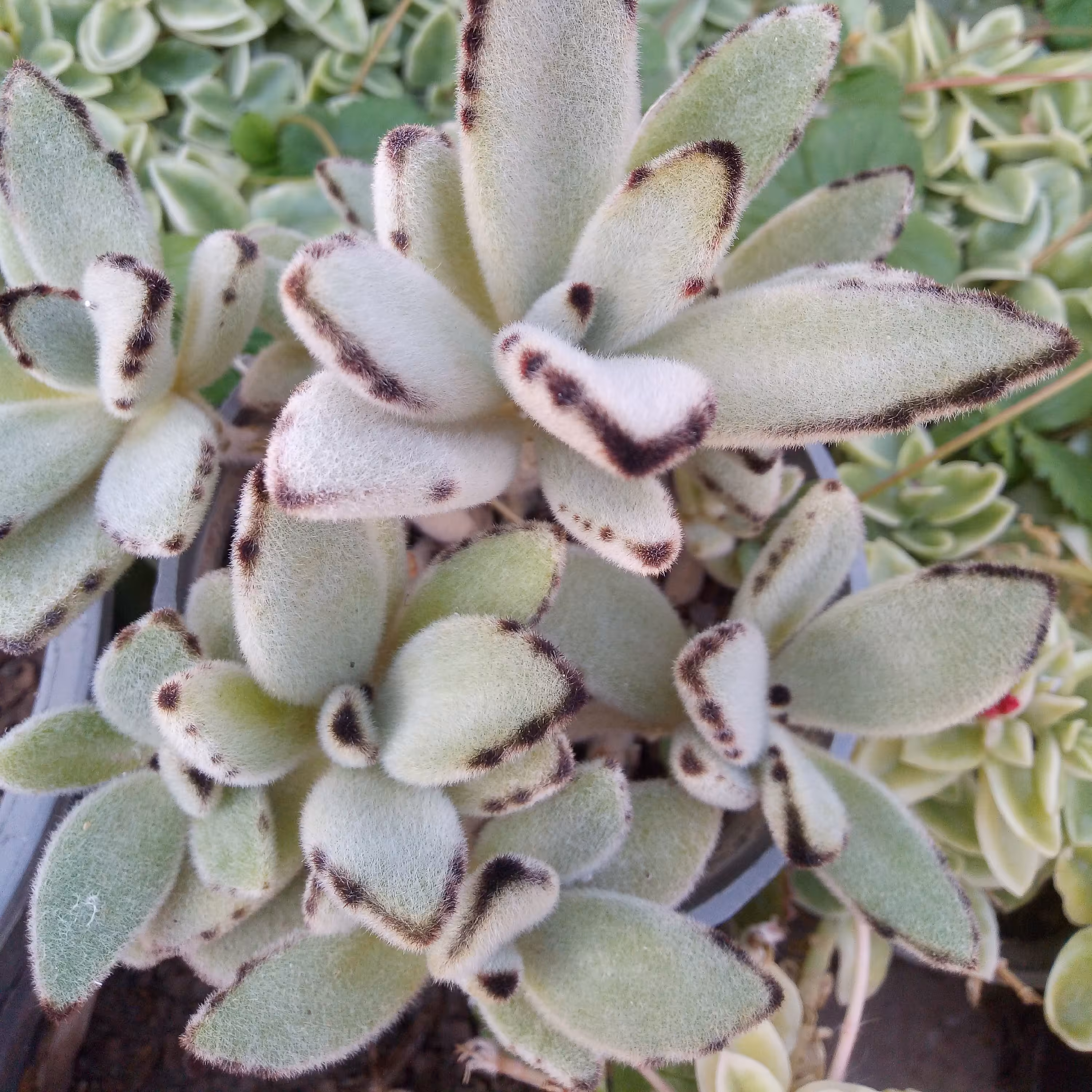گلدان زیبایی از کالانکوئه لب سوخته