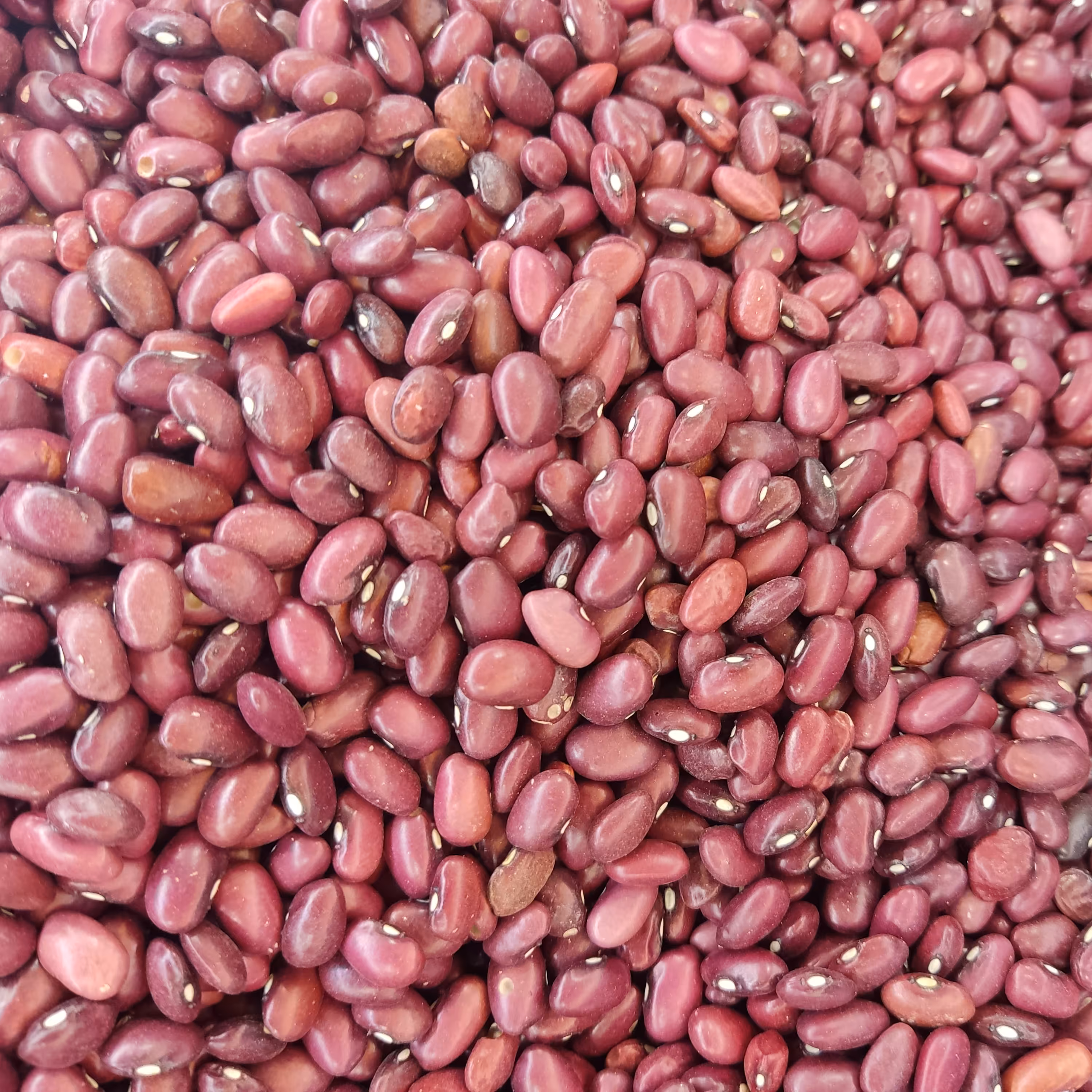 لوبیا قرمز دستچین و پولیش خورده ممتاز یک کیلوگرم