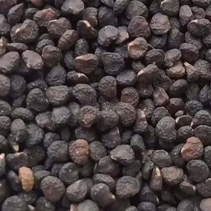 بذر گیاه داتوره ( تاتوره ) 250 گرمی