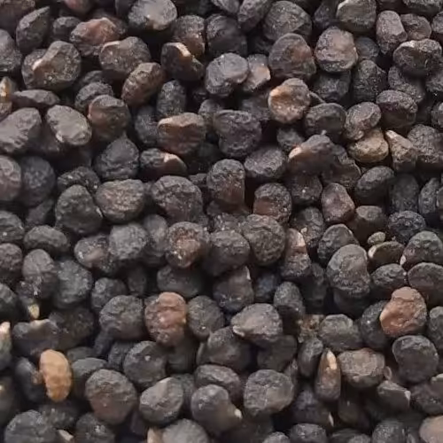 بذر گیاه داتوره ( تاتوره ) 250 گرمی