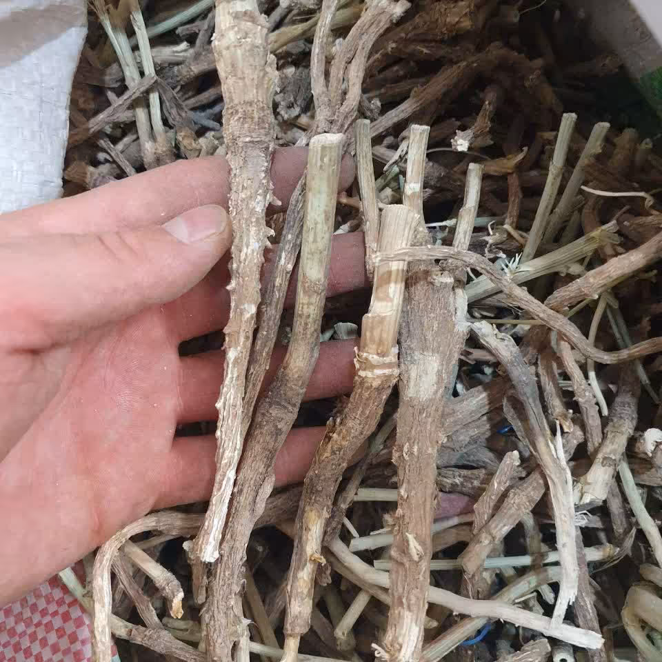 ریشه کاسنی 100 گرم