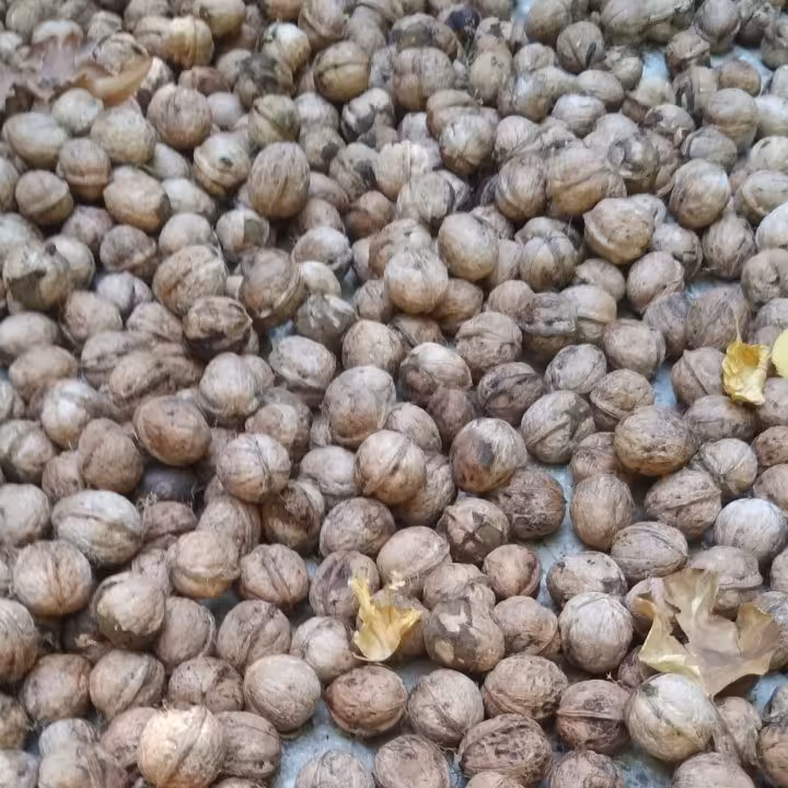 گردو  بدون  پوست  با مغز   عالی عرضه  مستقیم  از تویسرکان