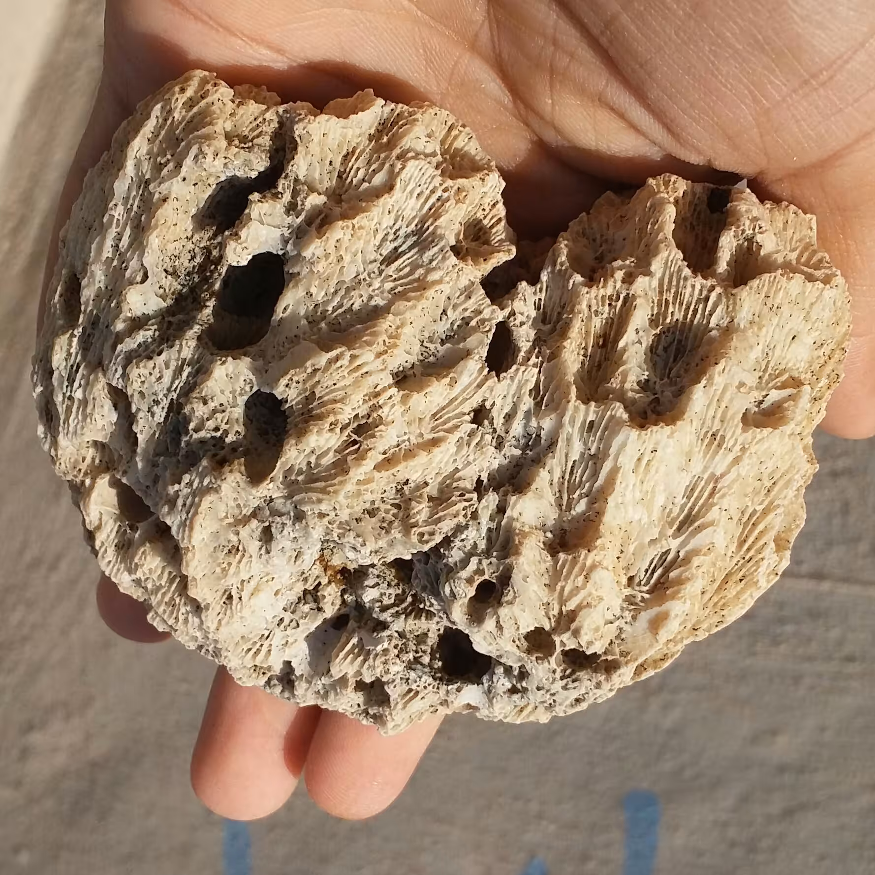 مرجان دریایی محشر دیدنی کاملا طبیعی
مناسب جهت دکور و تزیین
سرشار از خواص
کد 10114