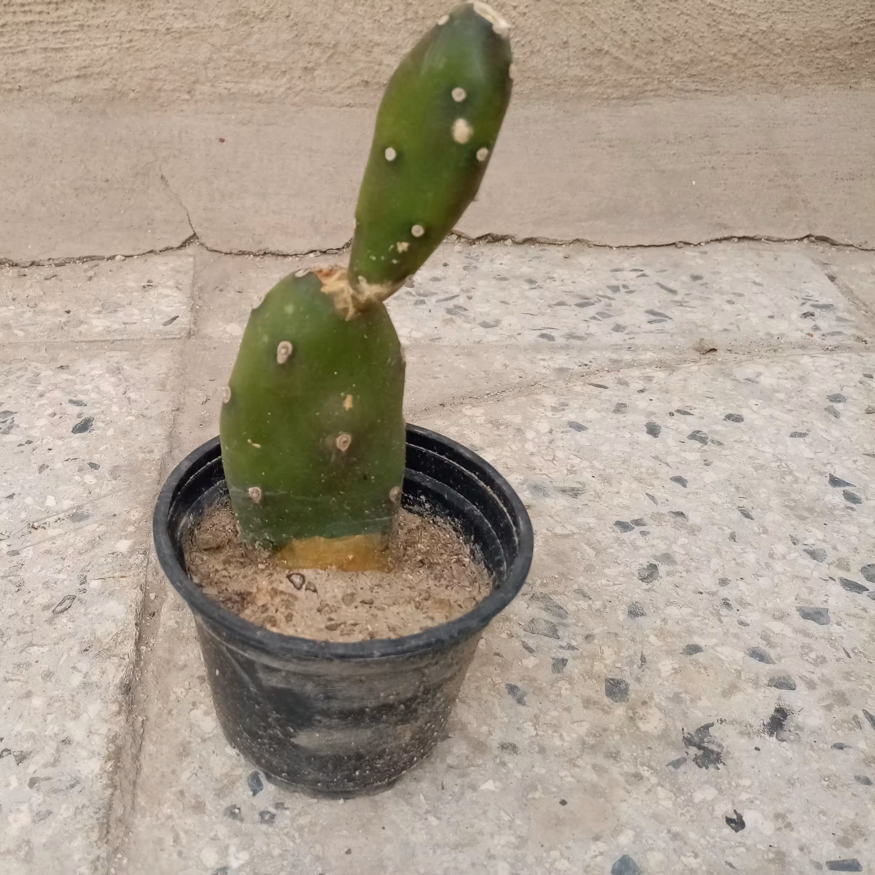 کاکتوس گلدانی