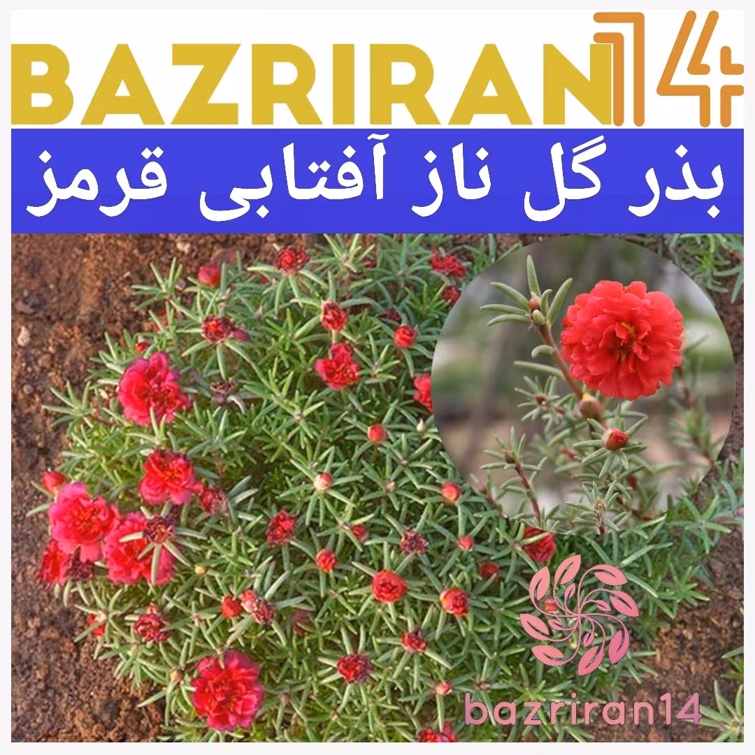 بذر گل ناز قرمز