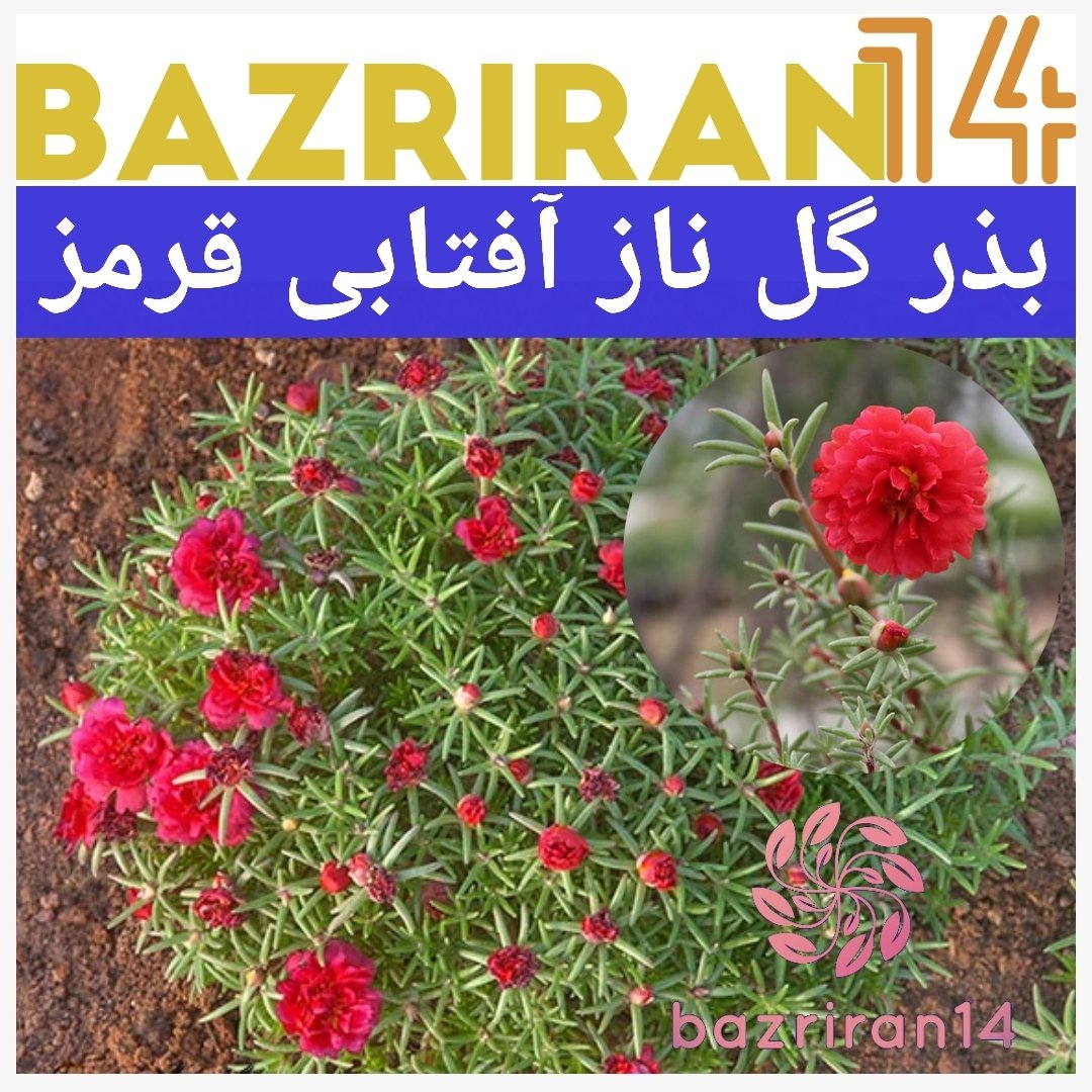 بذر گل ناز قرمز