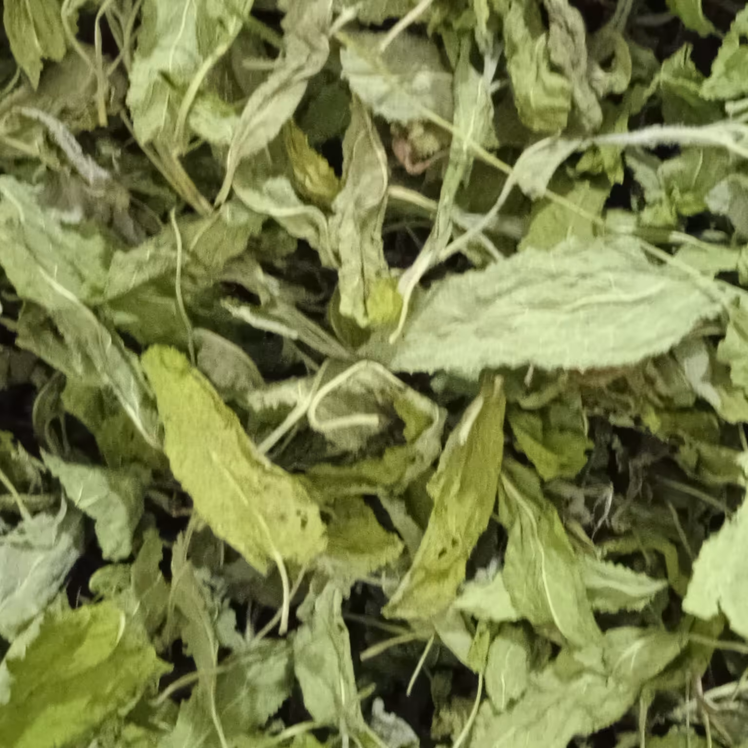 مریم گلی خشک شده اعلا(محله گل وبلبل)1000گرم محصول بهشت ایران زمین