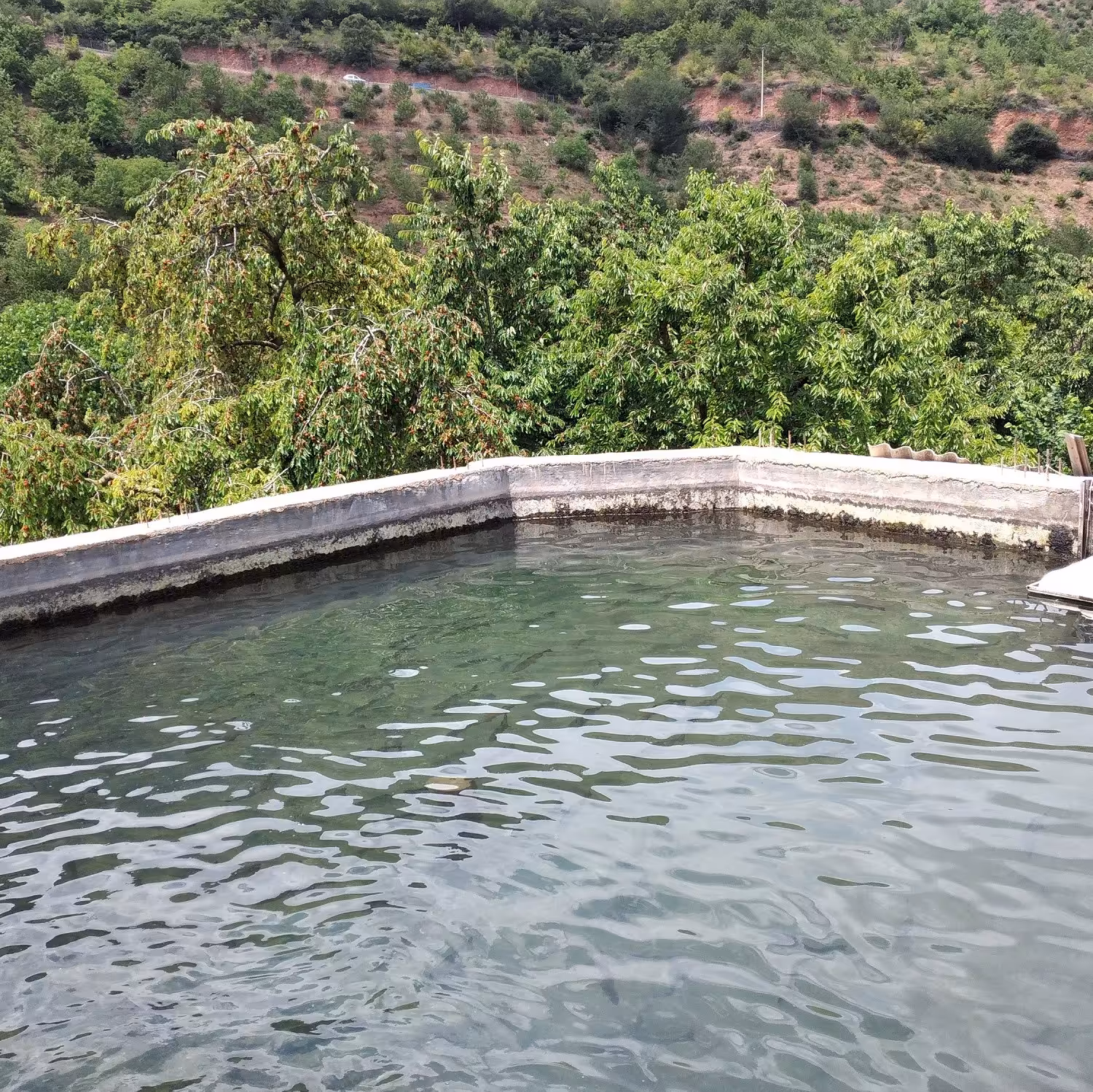 ماهی قزل آلا از آب چشمه ایواز رودخانه 