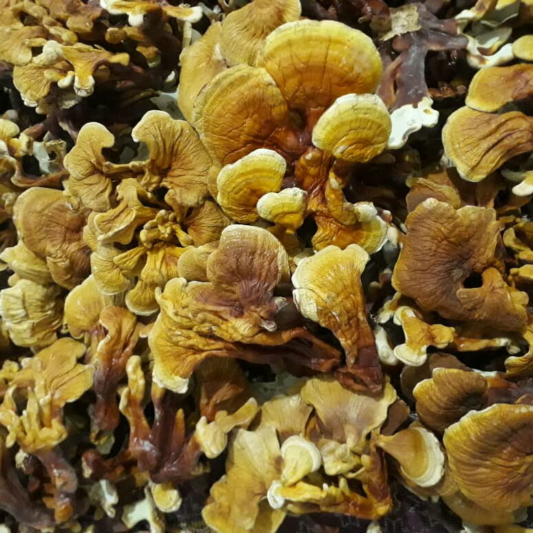 قارچ گانودرما(100گرم) لوسیدم زرد پرورشی