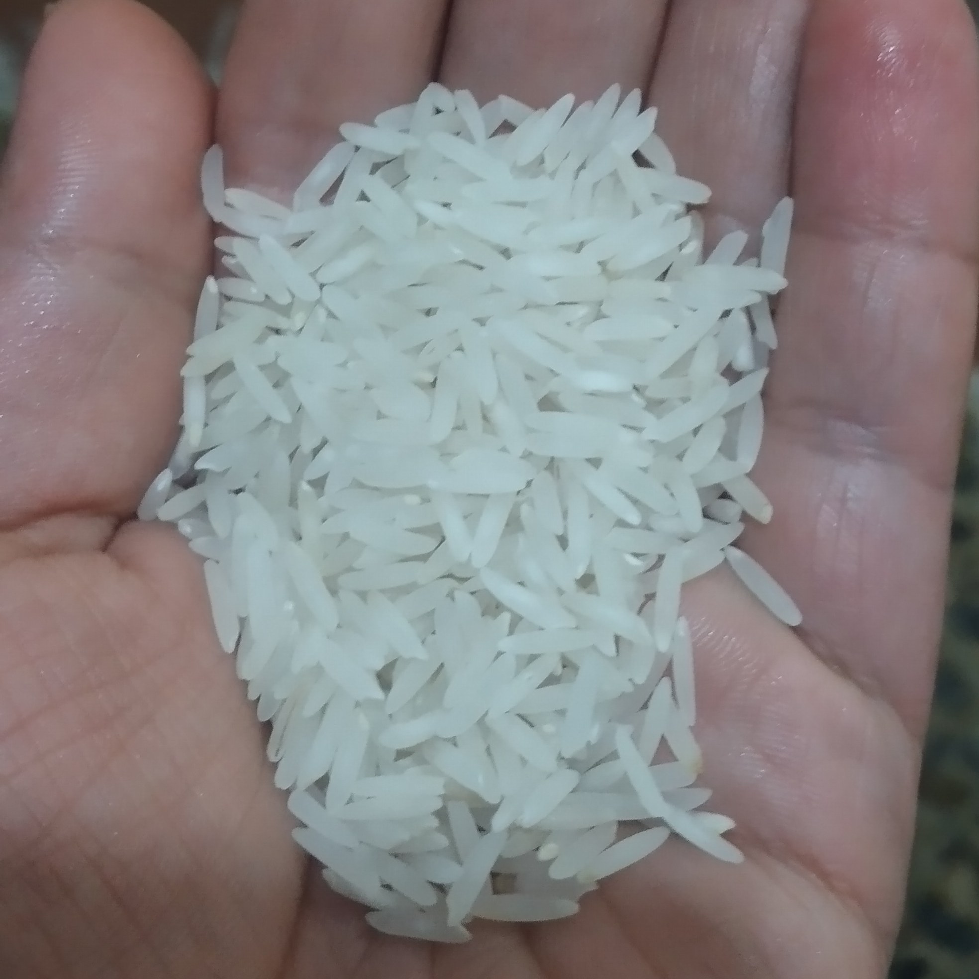 برنج هاشمی محلی تضمینی و بشرط پخت