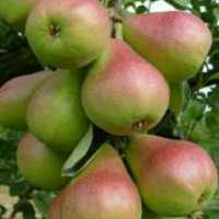 نهال گلابی اسپادانا وارداتی دو ساله 