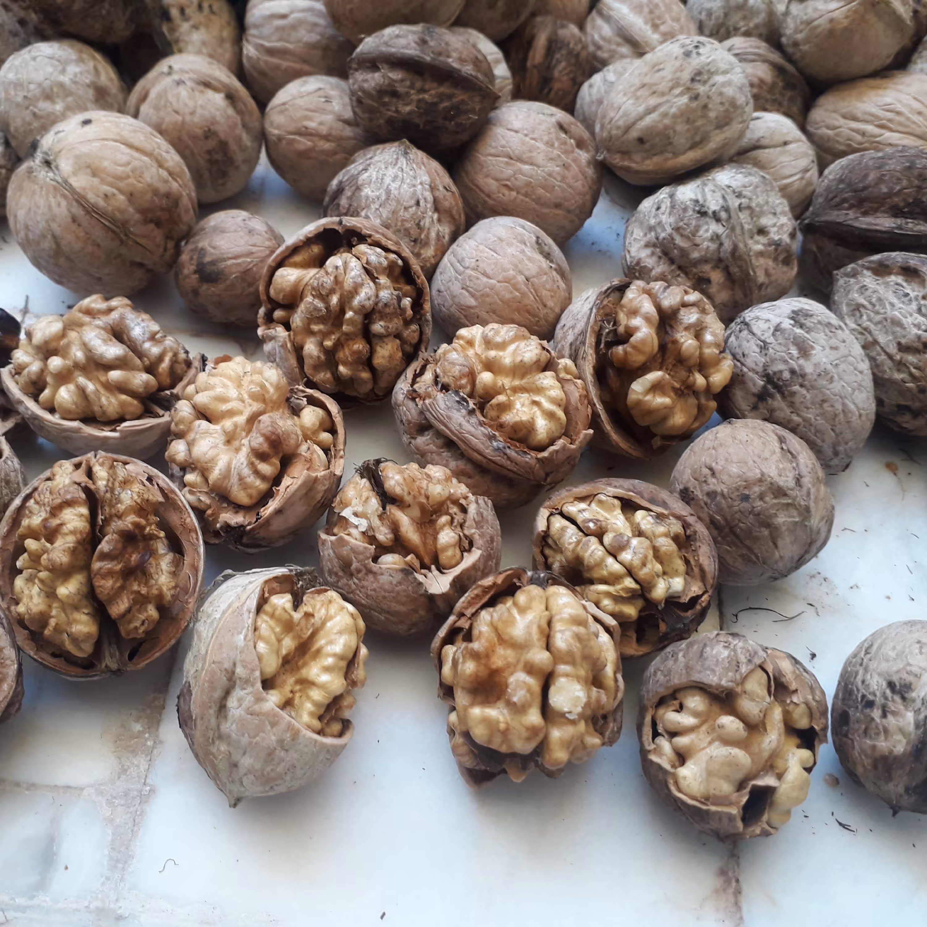 گردو با پوست کاغذی تویسرکانی امسالی1400