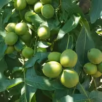 گردو چندلر پیوندی (هزینه ارسال با مشتری ،پسکرایه )