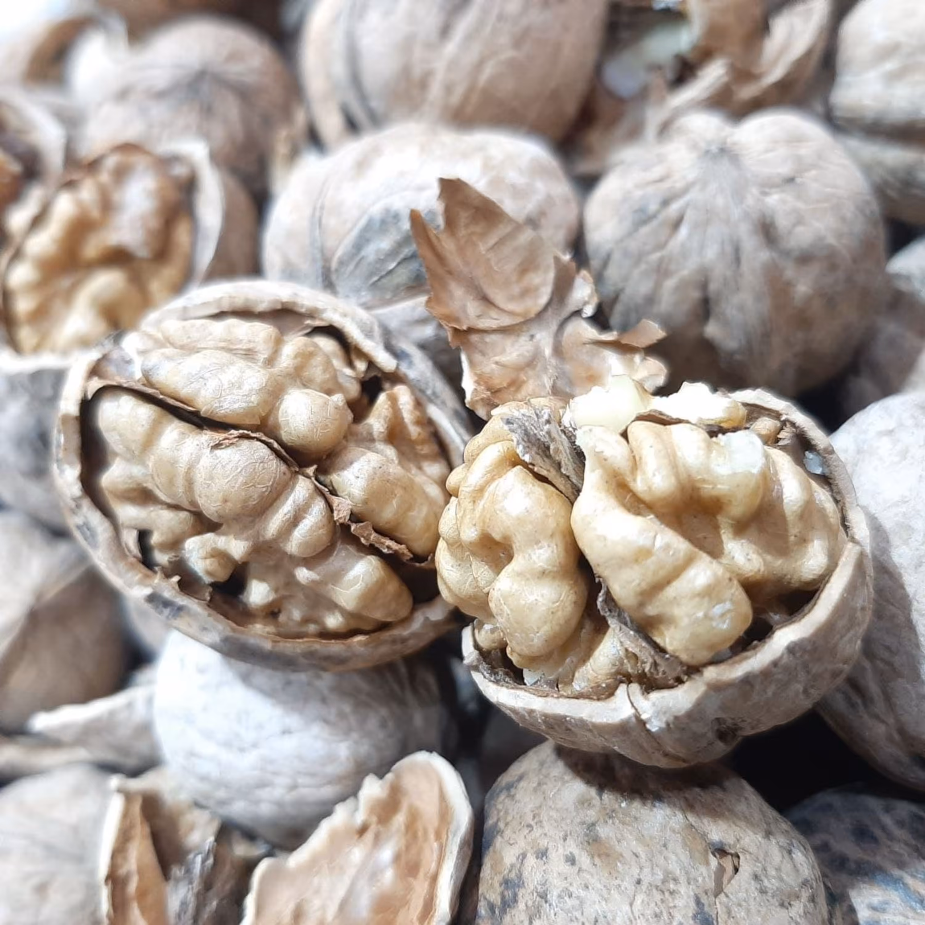 گردو عمده 10 کیلویی گردو پوست کاغذی مغز دار پر چرب بار ارومیه غرفه زنبور