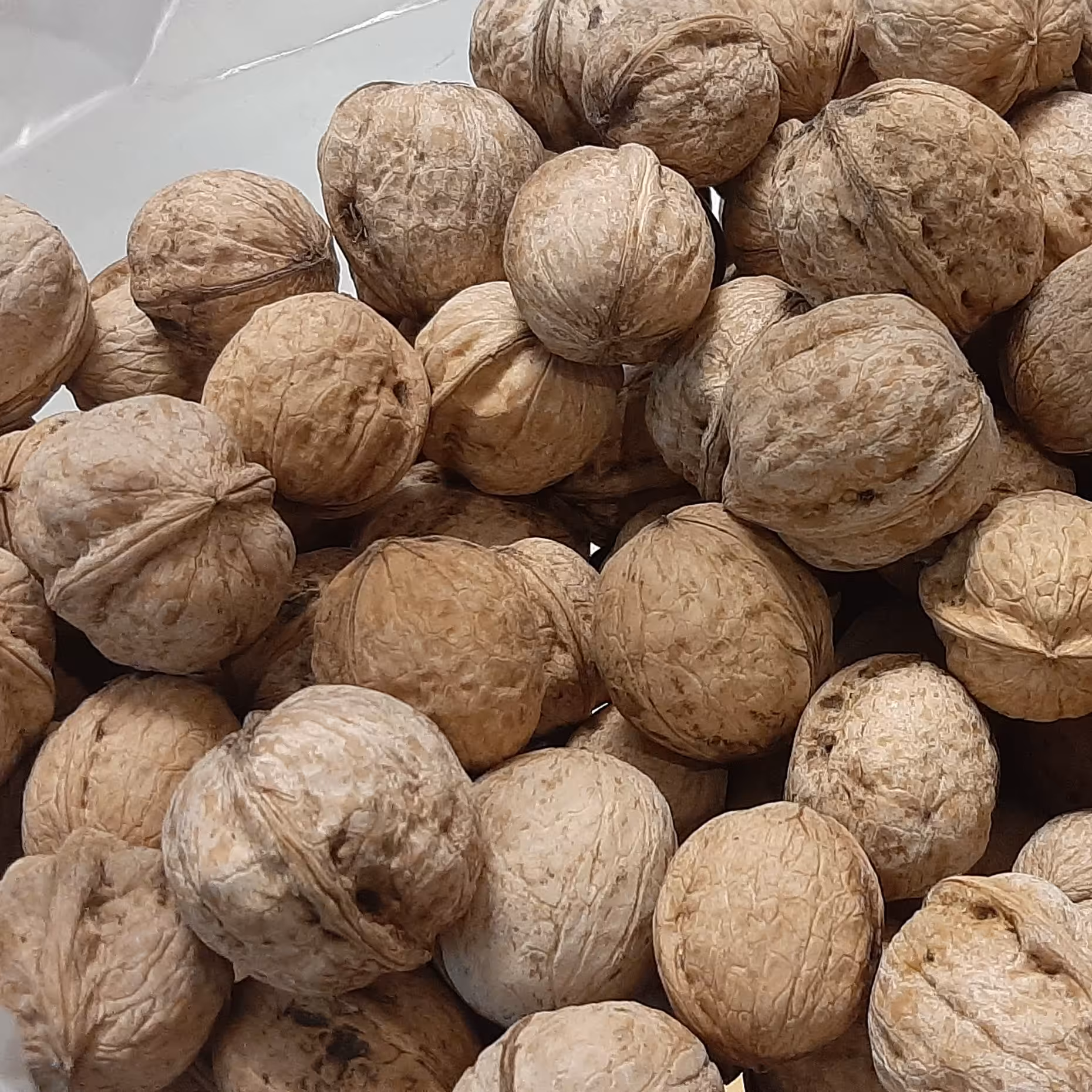 گردوی روغنی پر مغز بدون پوسته سبز و کاملا خشک شده 