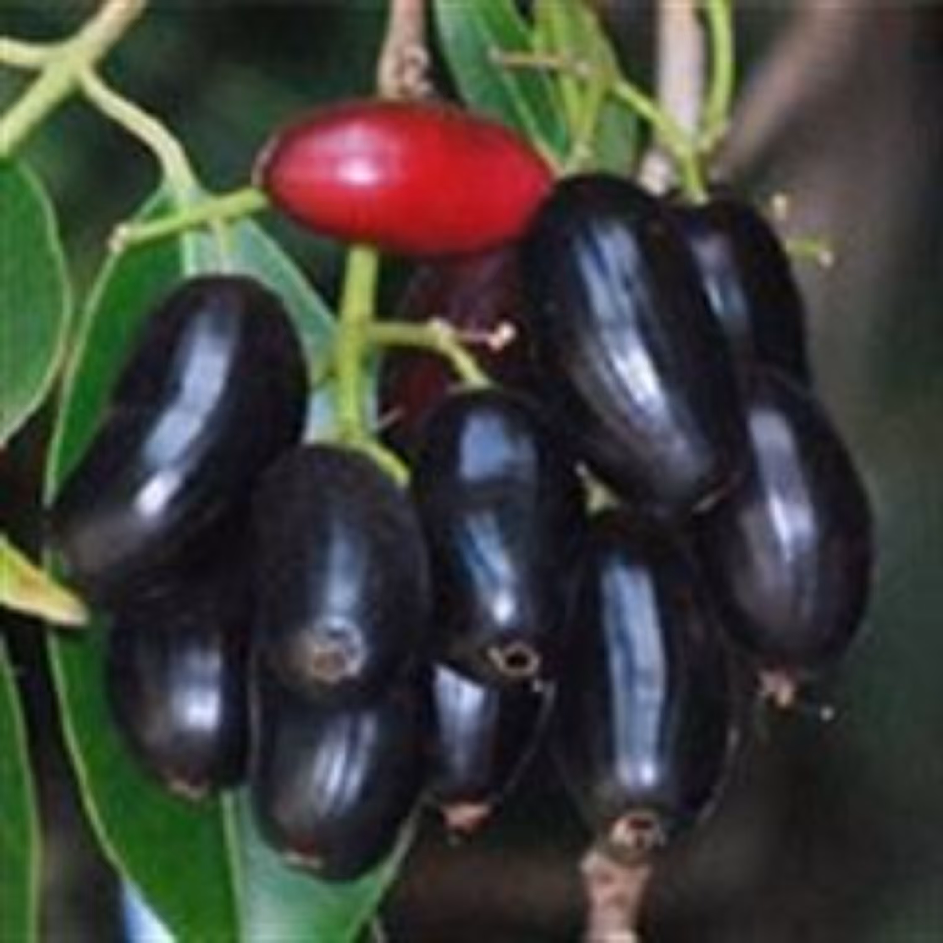 بذر جمبو 5 عددی 
