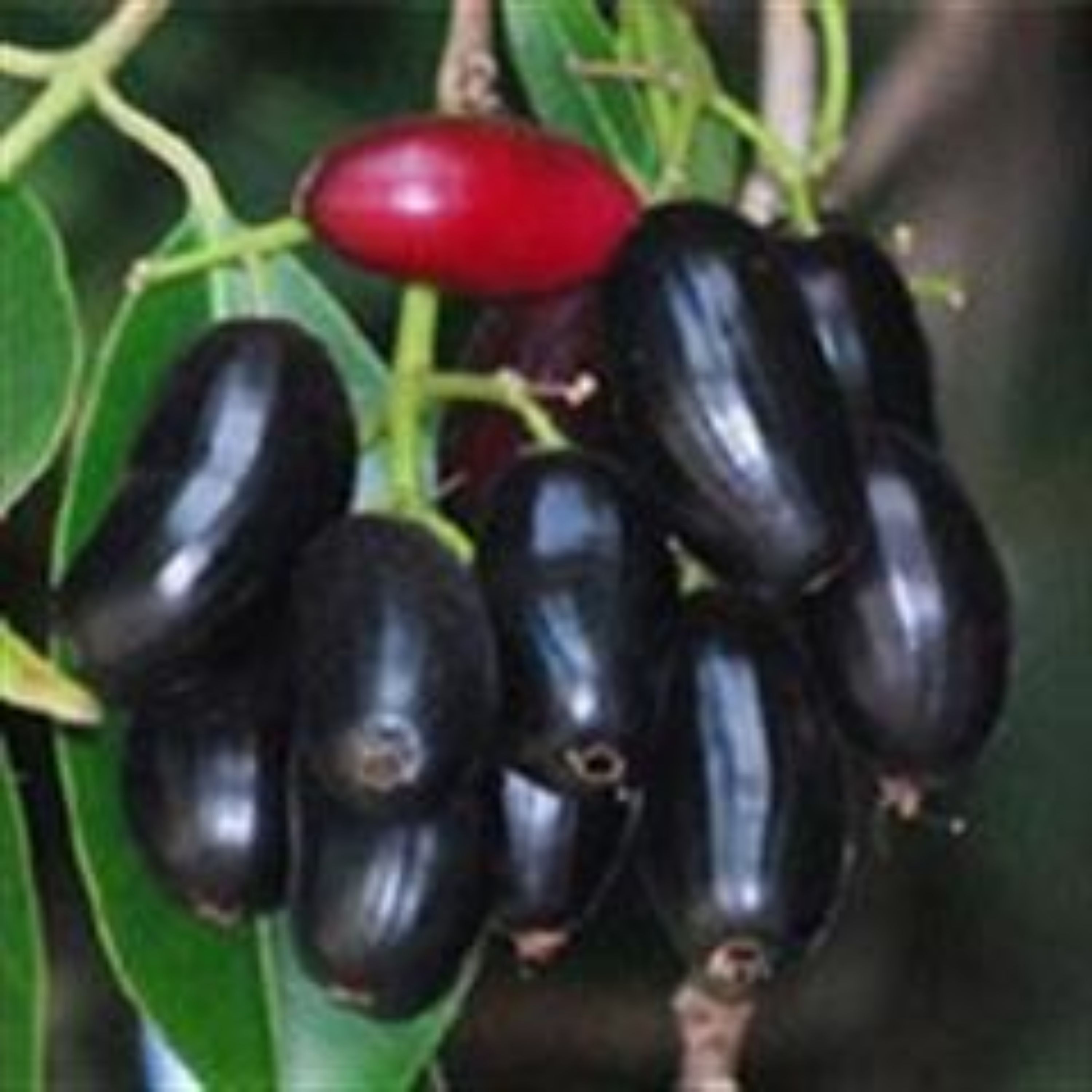 بذر جمبو 5 عددی