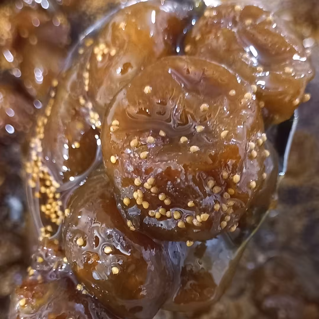 مربا انجیر از انجیرهای محلی مازندران