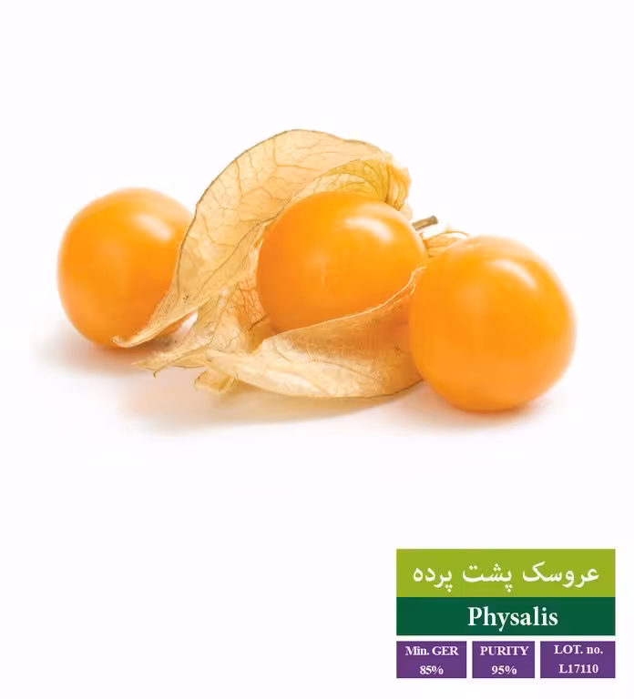 بذر فیسالیس - بذر طلایی رویان