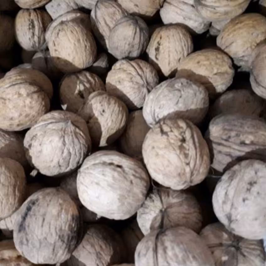 گردوی محلی روغنی خوش طعم خلخال بسیار خوشمزه