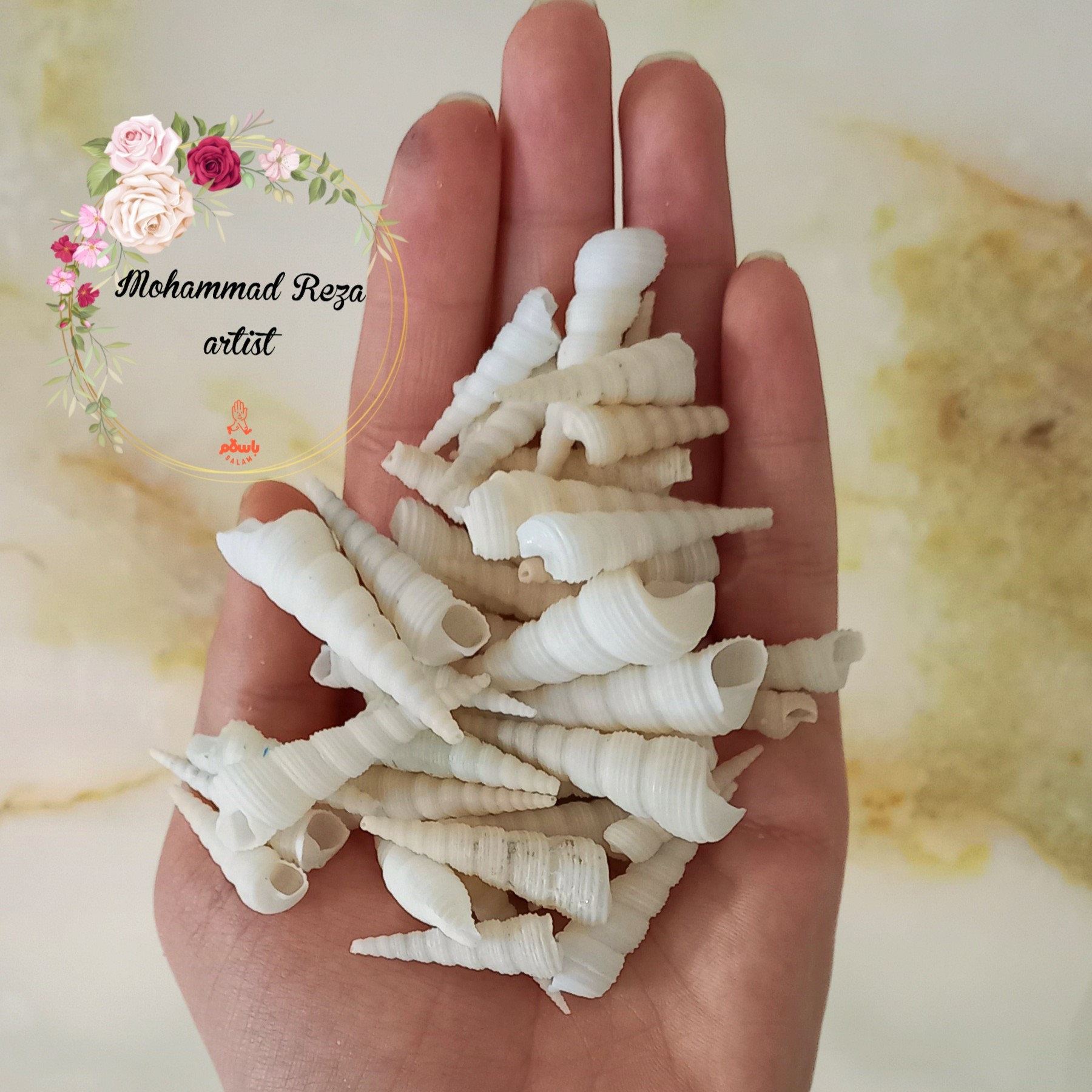 صدف سوزنی شیپوری دریایی بسته 20 عددی