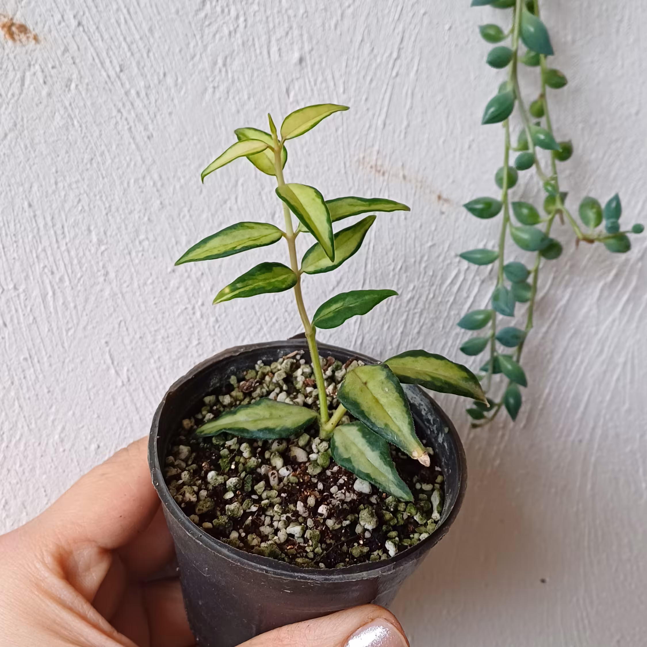 هویا بلا ابلق زیبا و در حال رشد ( هزینه ارسال پسکرایه) 